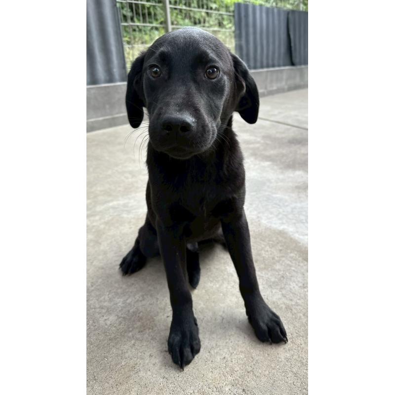販売中の茨城県のラブラドールレトリーバー-386950の1枚目