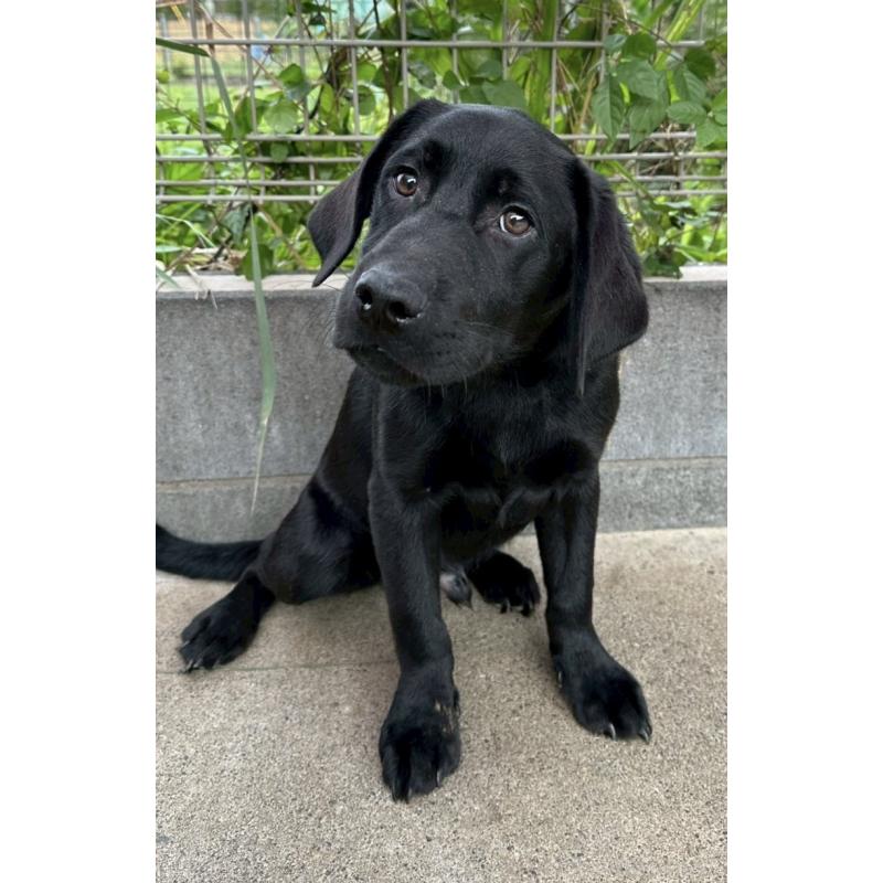 販売中の茨城県のラブラドールレトリーバー-386948