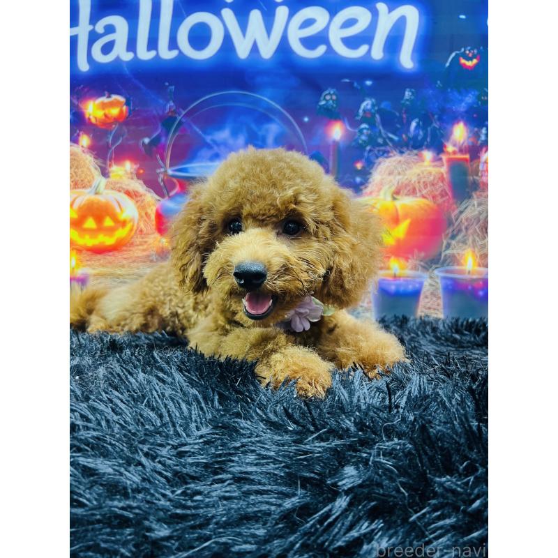 成約済の茨城県のトイプードル-404264の3枚目