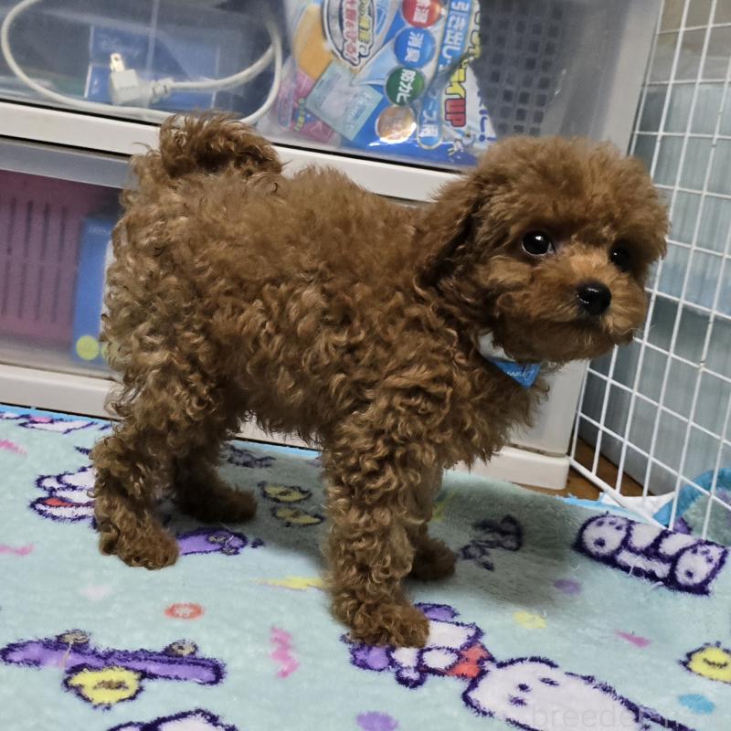 成約済の岡山県のトイプードル-408860の7枚目