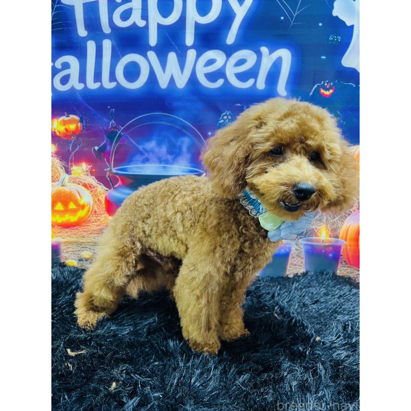 販売中の茨城県のトイプードル-404263の7枚目