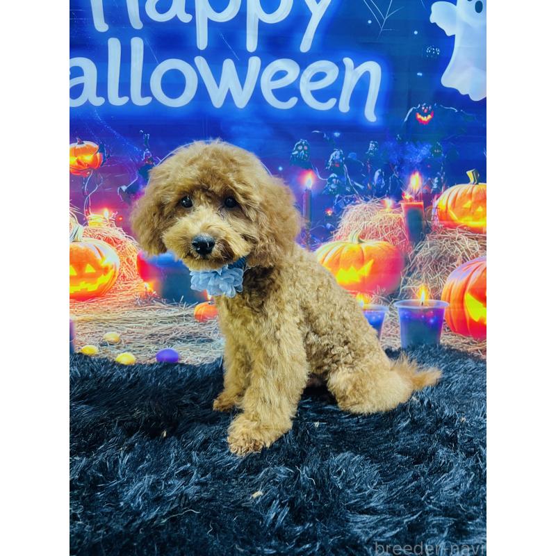 販売中の茨城県のトイプードル-404263の6枚目