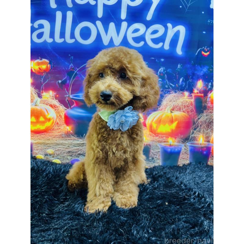 販売中の茨城県のトイプードル-404263の5枚目