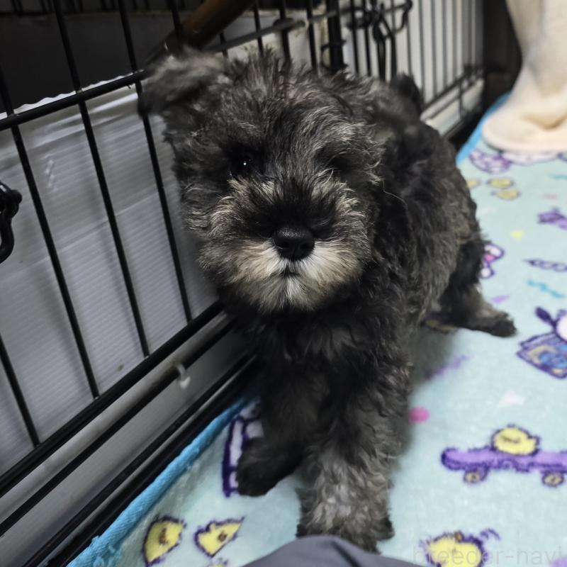 販売中の岡山県のミニチュアシュナウザー-410241の1枚目