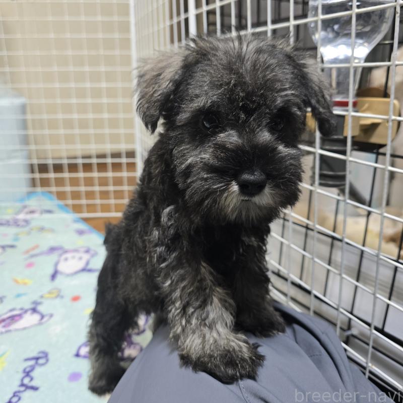 販売中の岡山県のミニチュアシュナウザー-410245の3枚目