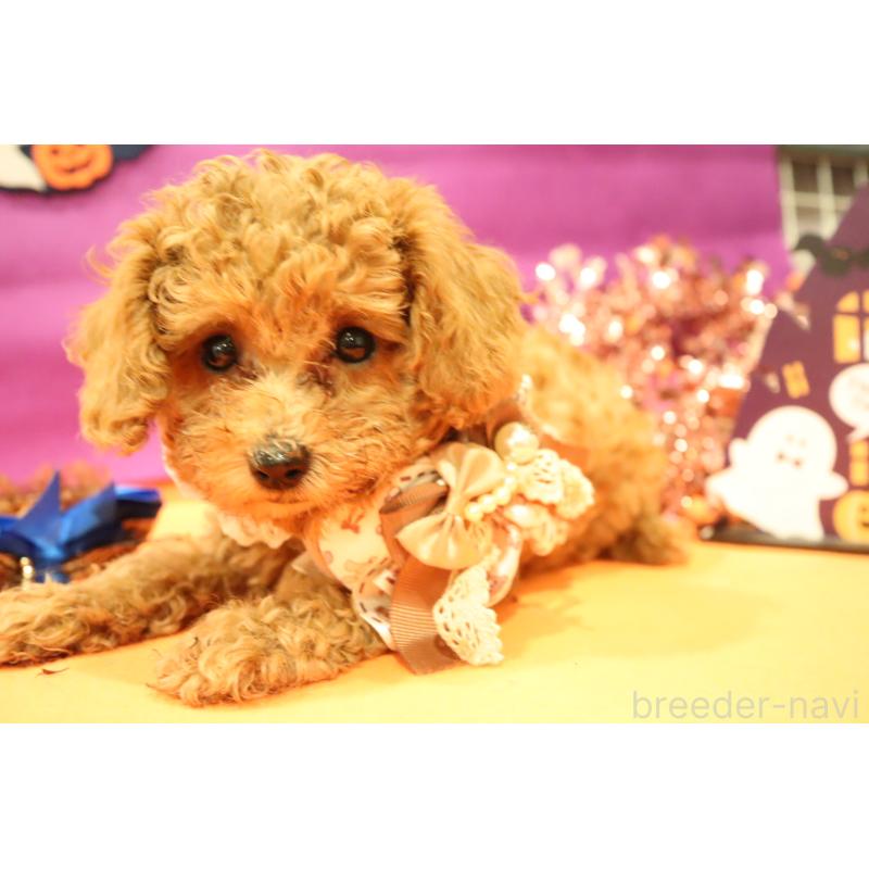 販売中の福井県のタイニープードル-413543の2枚目