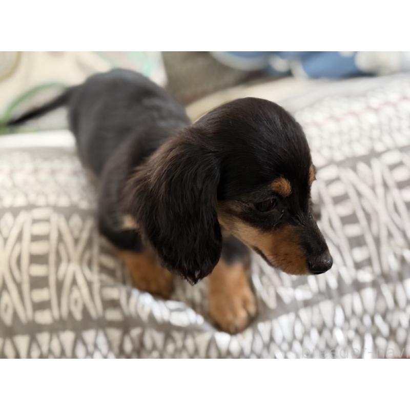 販売中の千葉県のカニンヘンダックスフンド(ロングヘアード)-405999