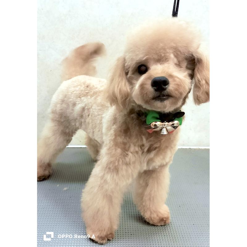 販売中の沖縄県のミックス犬-419697の1枚目