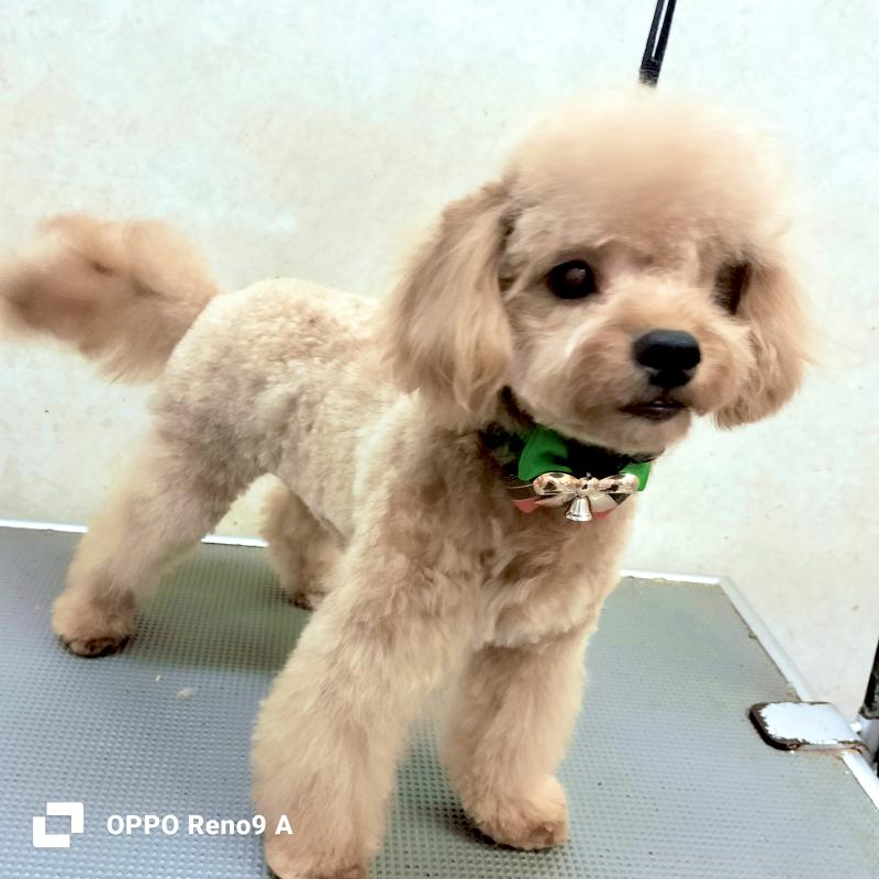 販売中の沖縄県のミックス犬-419697の3枚目