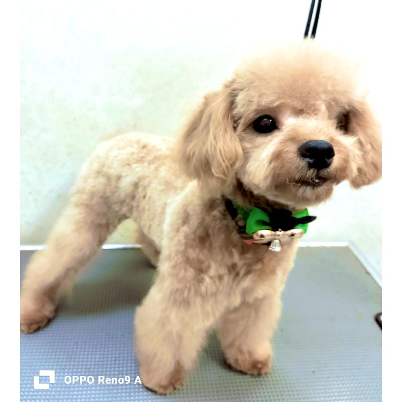 販売中の沖縄県のミックス犬-419697の2枚目