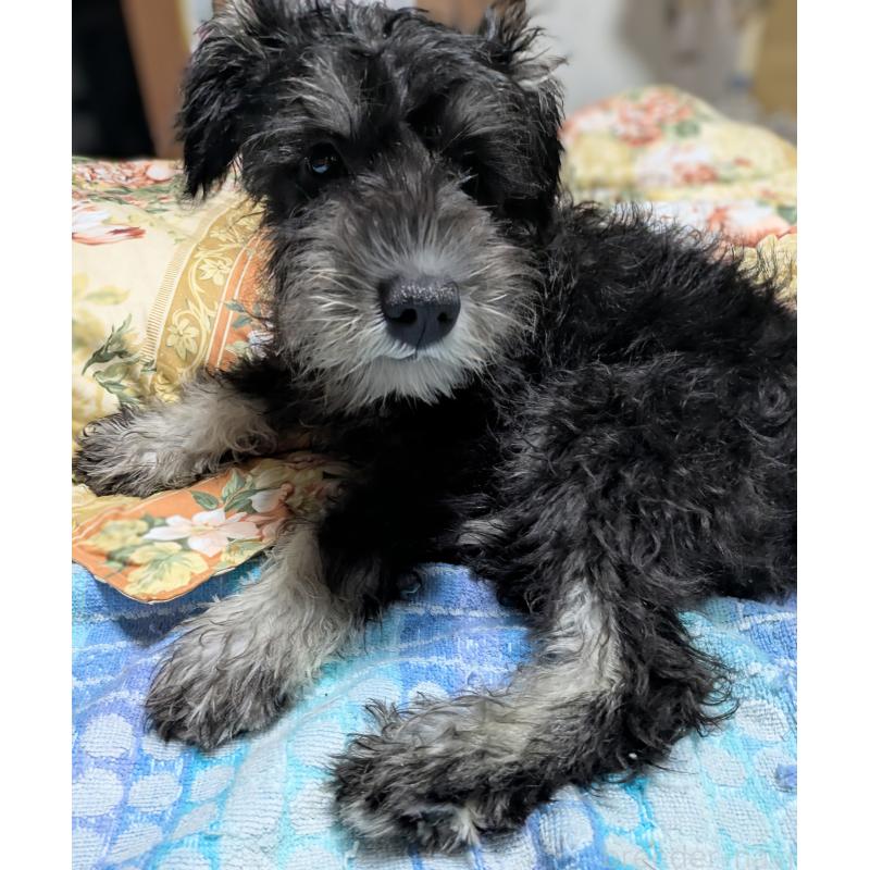 成約済の群馬県のミニチュアシュナウザー-407531の4枚目