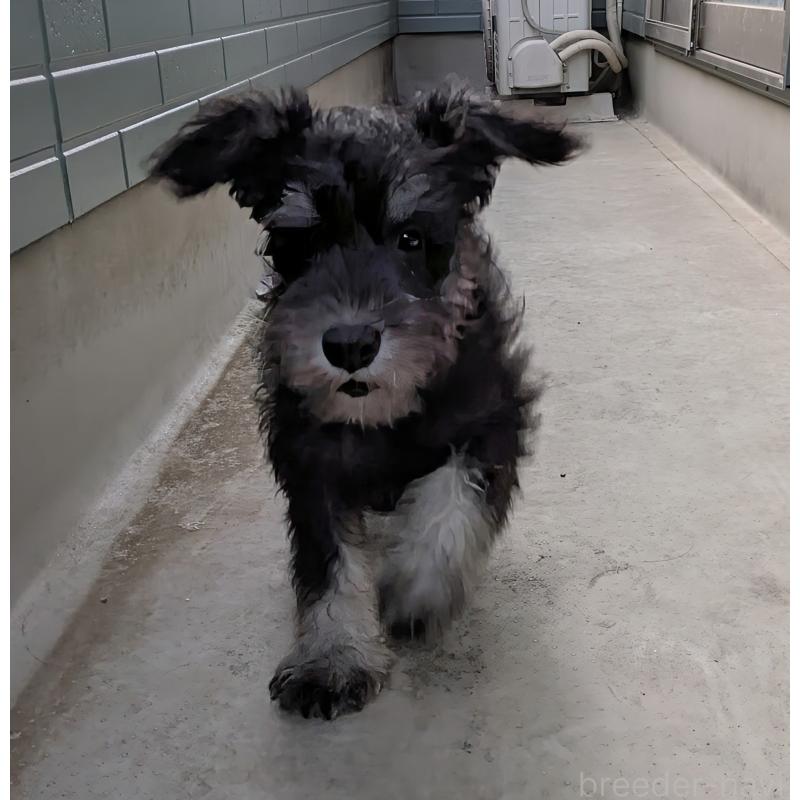 成約済の群馬県のミニチュアシュナウザー-407531の3枚目