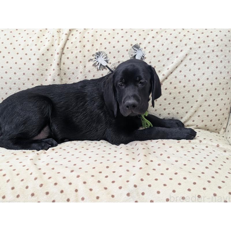 販売中の長野県のラブラドールレトリーバー-404930の2枚目
