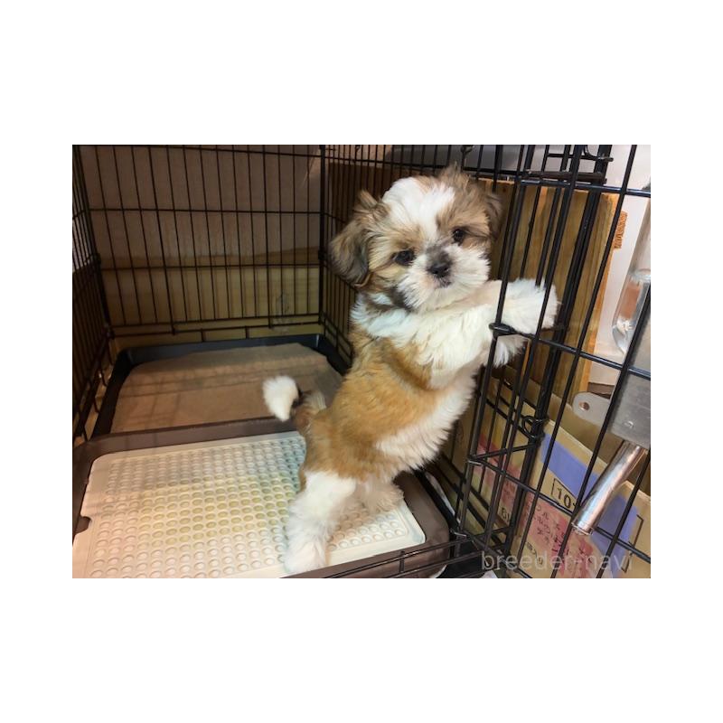 成約済の東京都のシーズー-412691の1枚目