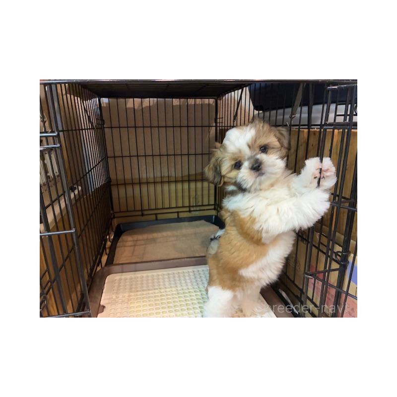 成約済の東京都のシーズー-412691の6枚目