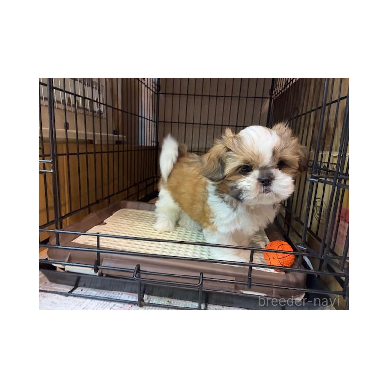 成約済の東京都のシーズー-412691の5枚目