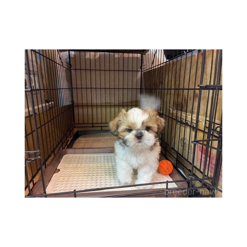 成約済の東京都のシーズー-412691の4枚目