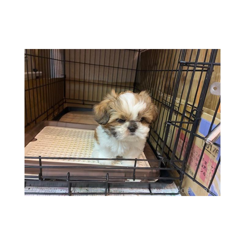 成約済の東京都のシーズー-412691の3枚目