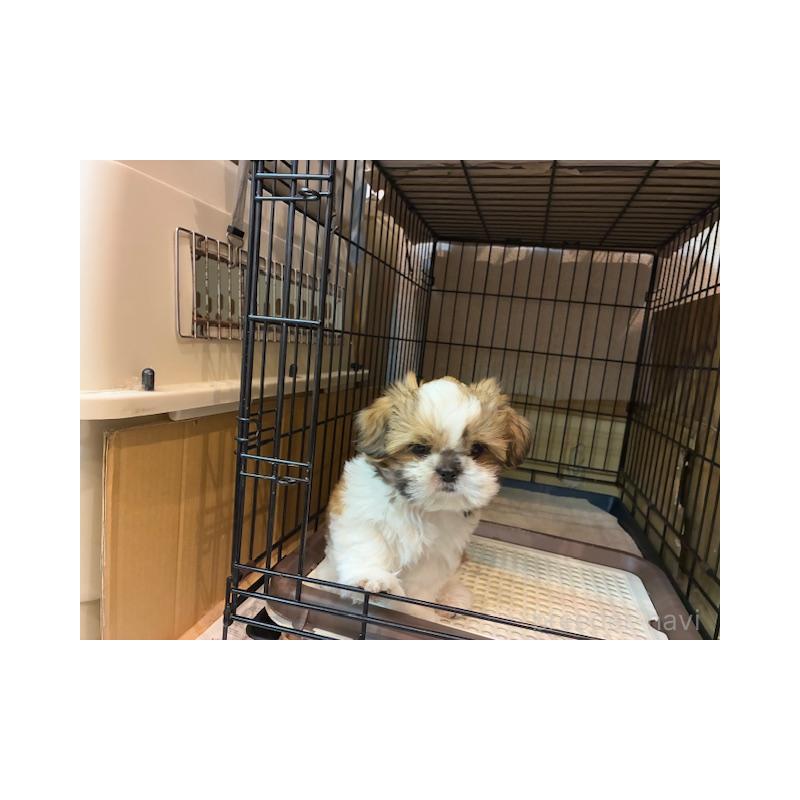 成約済の東京都のシーズー-412691の2枚目