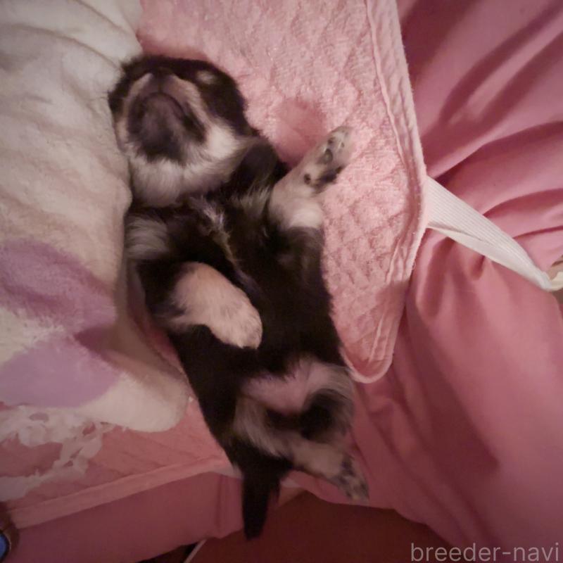 販売中の香川県のチワワ(ロングコート)-414547の11枚目