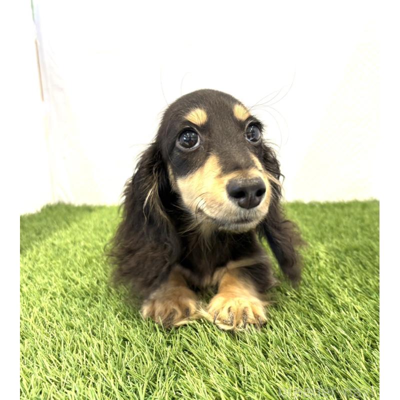 販売中の群馬県のミニチュアダックスフンド(ロングヘアード)-414132の4枚目