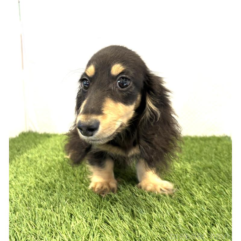 販売中の群馬県のミニチュアダックスフンド(ロングヘアード)-414132の3枚目