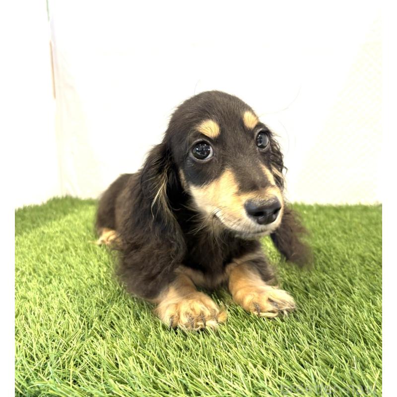 販売中の群馬県のミニチュアダックスフンド(ロングヘアード)-414132の2枚目