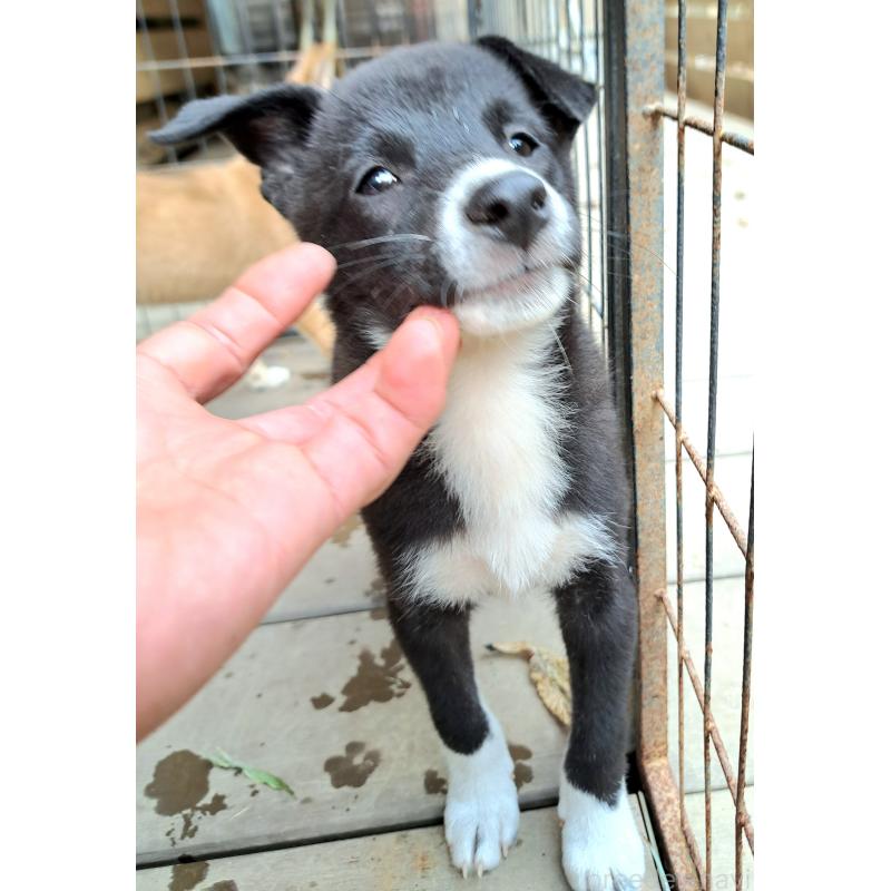 販売中の千葉県のミックス犬-419552の8枚目