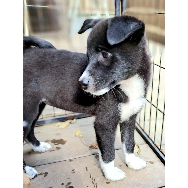 販売中の千葉県のミックス犬-419552の7枚目