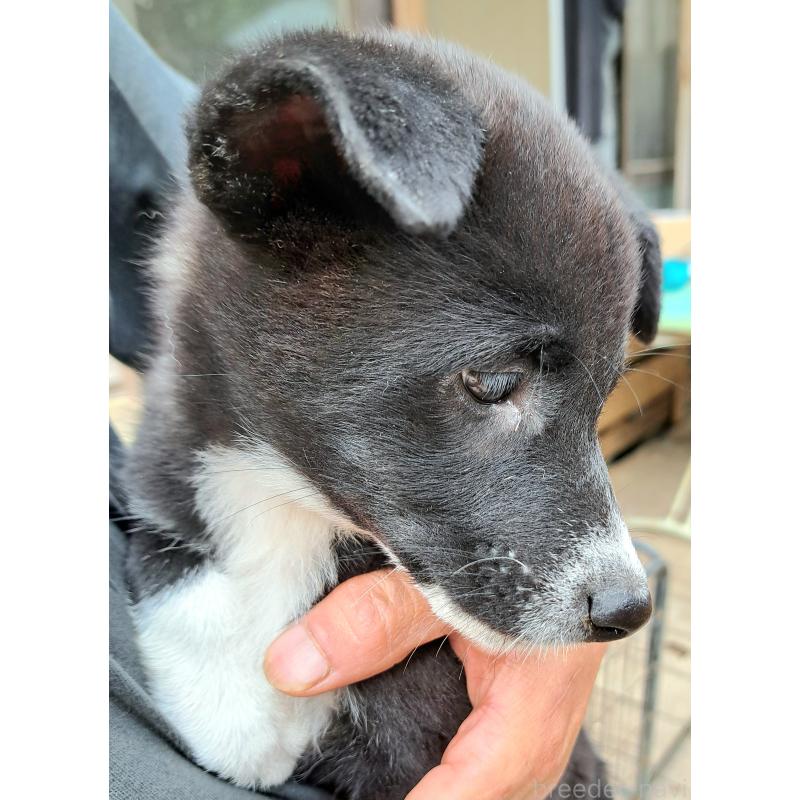 販売中の千葉県のミックス犬-419552の6枚目