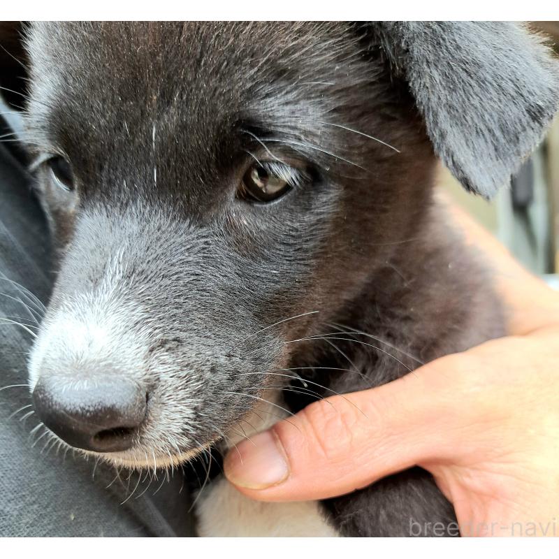 販売中の千葉県のミックス犬-419552の1枚目