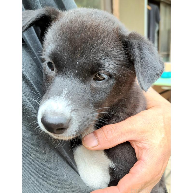 販売中の千葉県のミックス犬-419552の5枚目