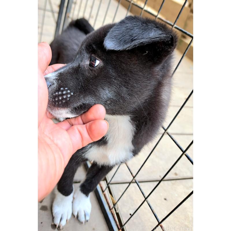 販売中の千葉県のミックス犬-419552の4枚目