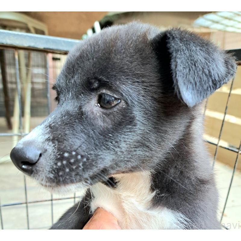 販売中の千葉県のミックス犬-419552の3枚目