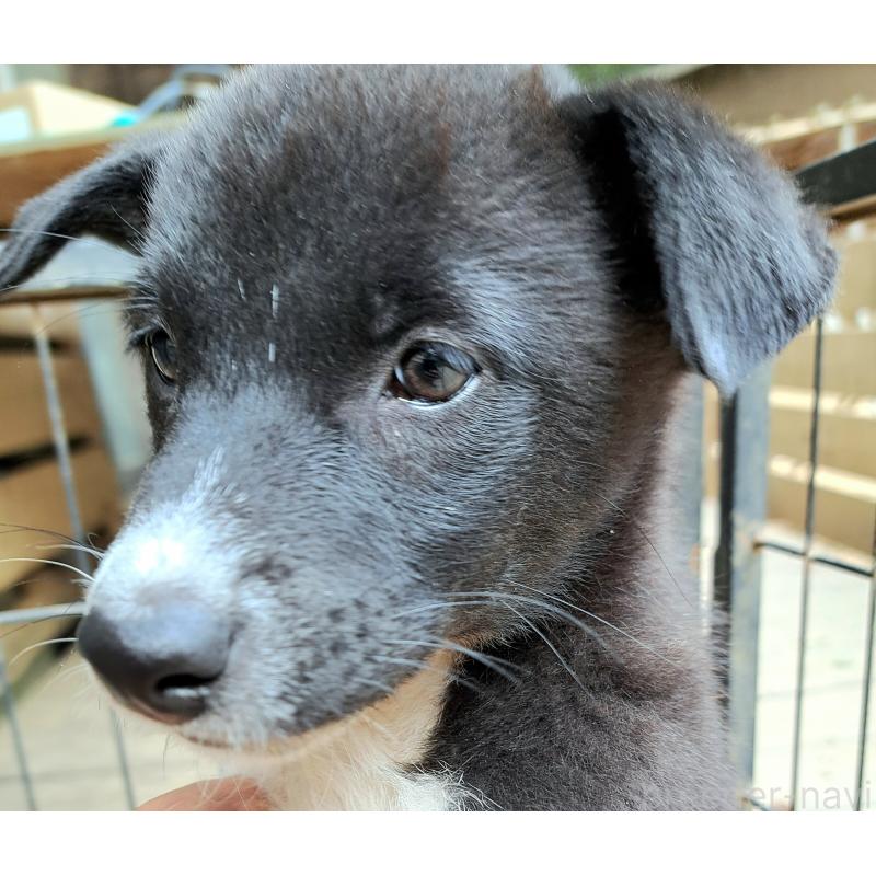 販売中の千葉県のミックス犬-419552の2枚目