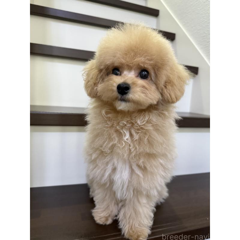 販売中の大阪府のタイニープードル-405950の10枚目