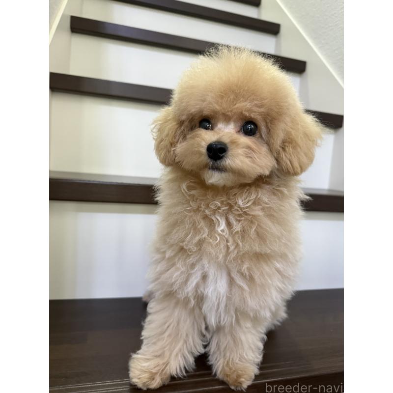 販売中の大阪府のタイニープードル-405950の9枚目