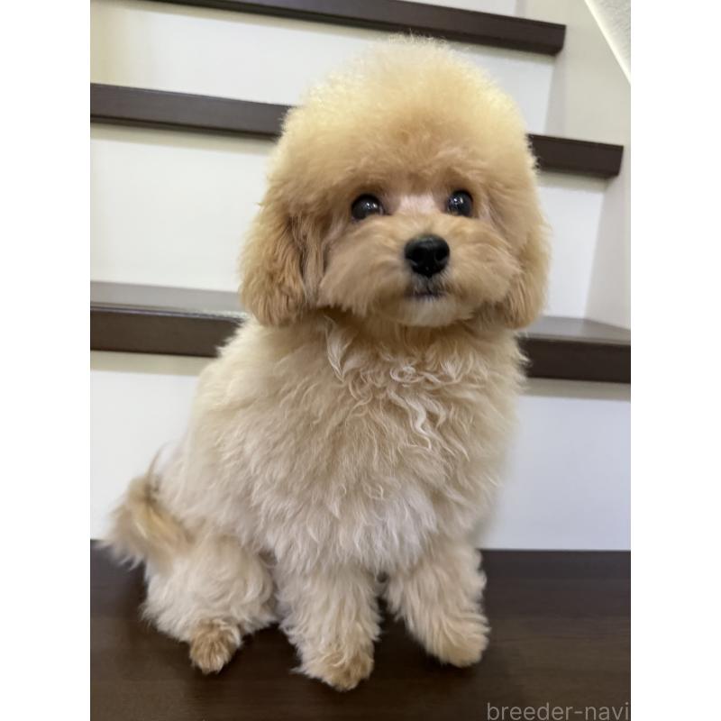 販売中の大阪府のタイニープードル-405950の8枚目