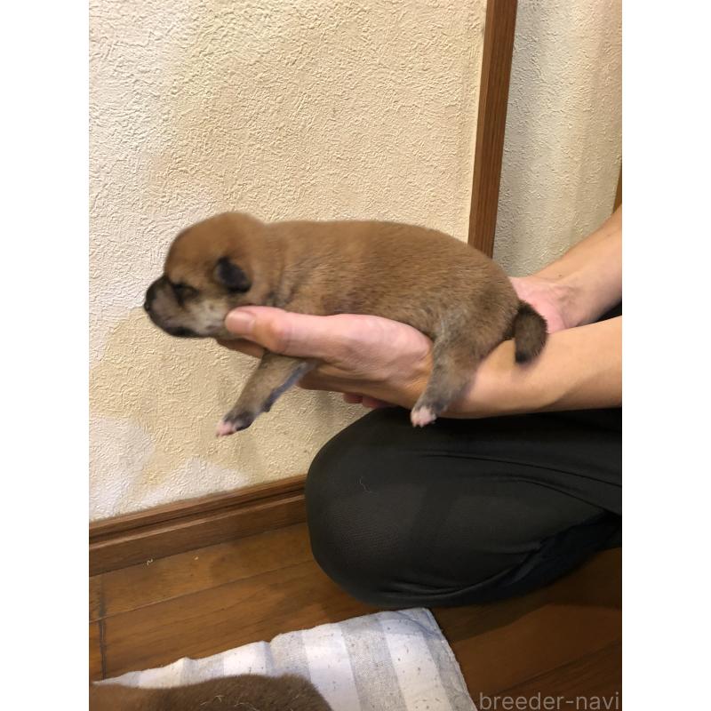 販売中の山口県の柴犬-419562の4枚目