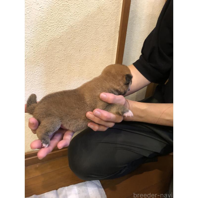 販売中の山口県の柴犬-419562の3枚目