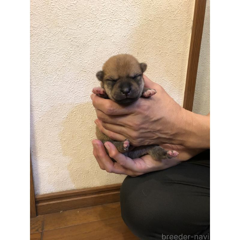 販売中の山口県の柴犬-419562の2枚目