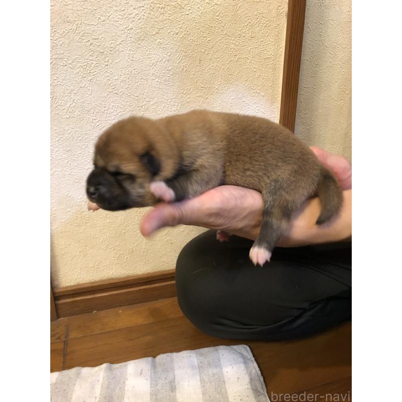 販売中の山口県の柴犬-419564の5枚目