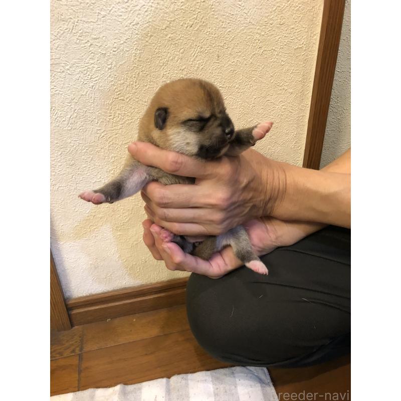 販売中の山口県の柴犬-419565の5枚目