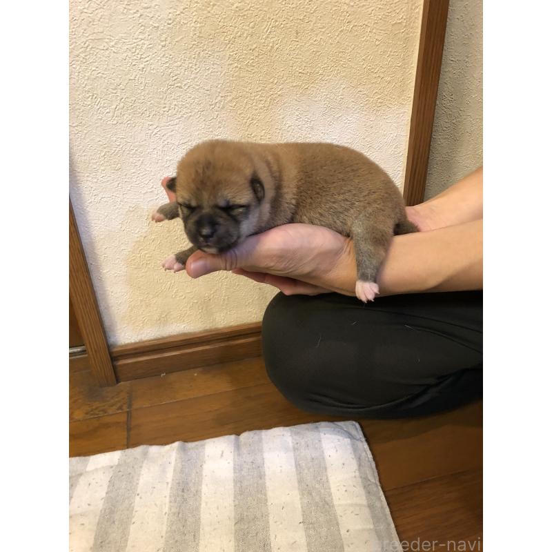販売中の山口県の柴犬-419565の4枚目