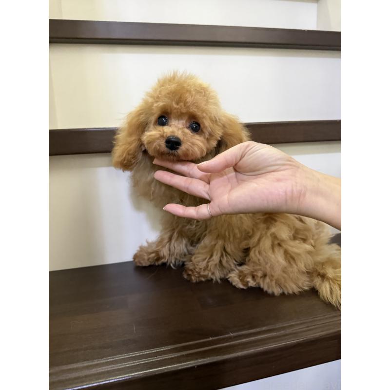 成約済の大阪府のタイニープードル-398984の4枚目
