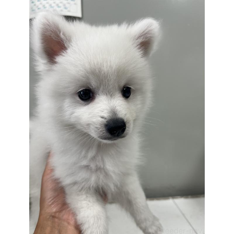 成約済の山梨県の日本スピッツ-416631の3枚目