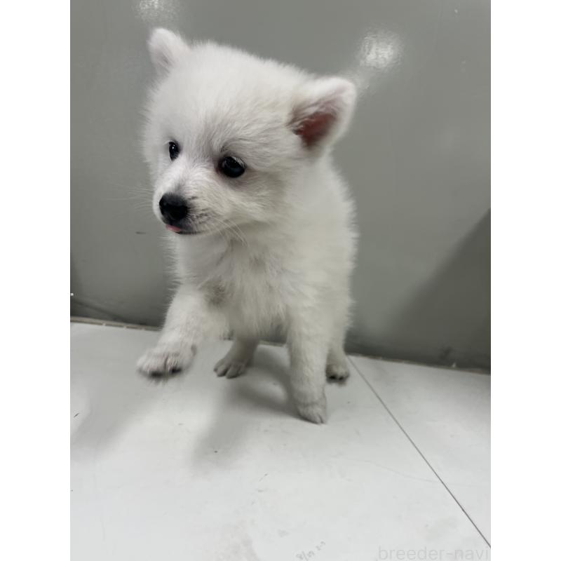 成約済の山梨県の日本スピッツ-416631の2枚目