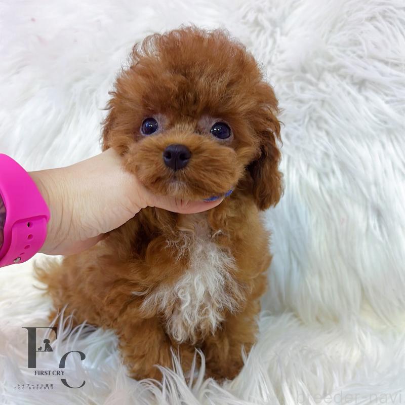 成約済の栃木県のティーカッププードル-405541の3枚目