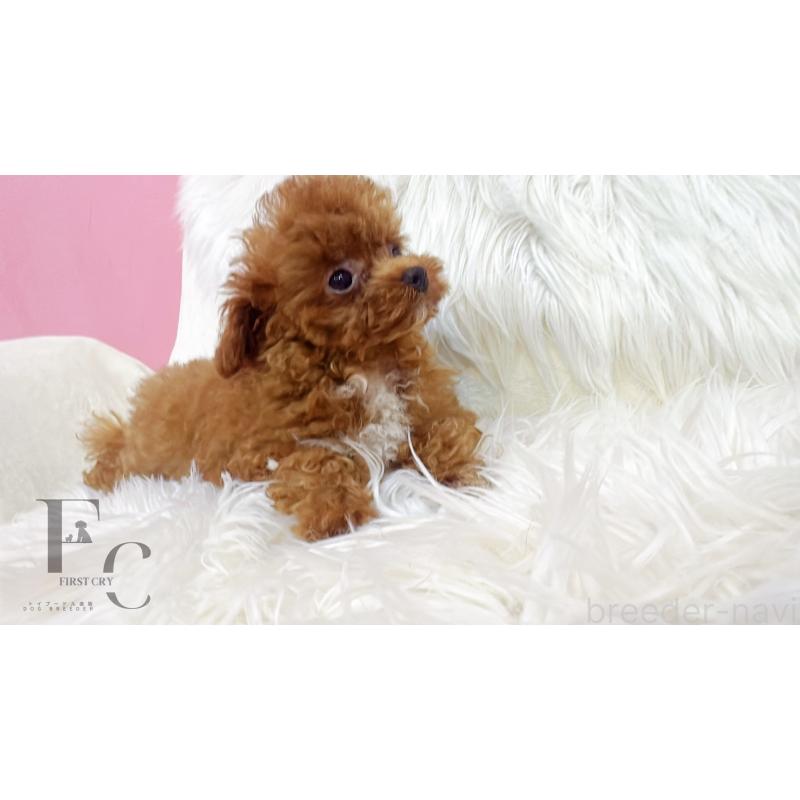 成約済の栃木県のティーカッププードル-405541の2枚目