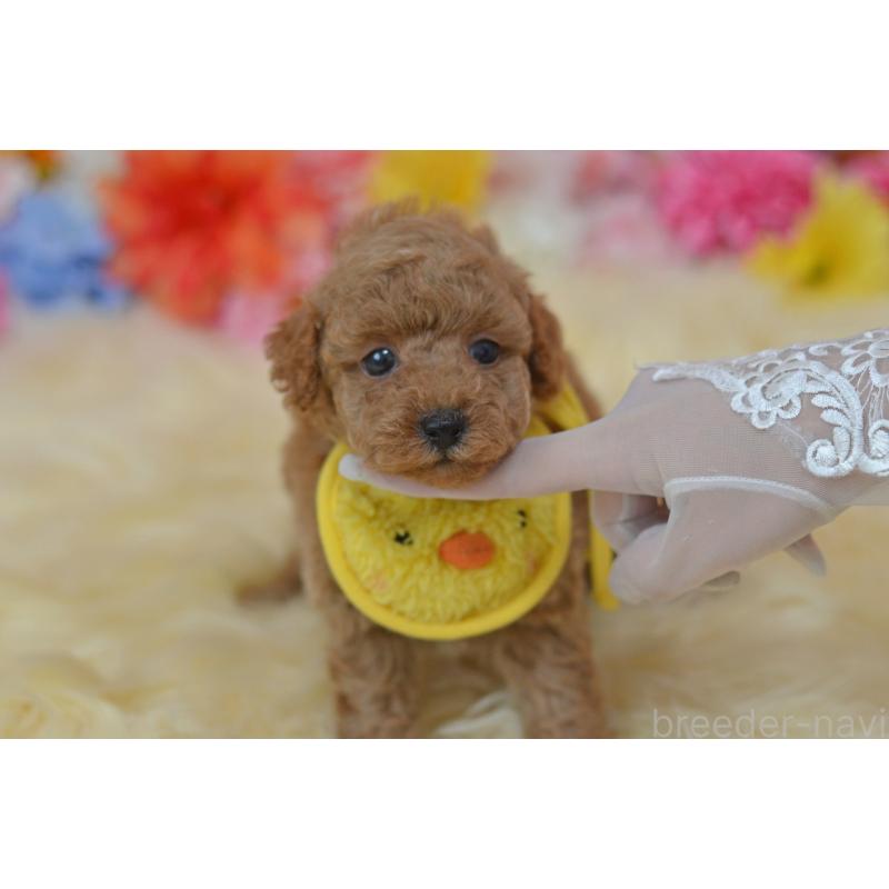 成約済の埼玉県のタイニープードル-418684の11枚目